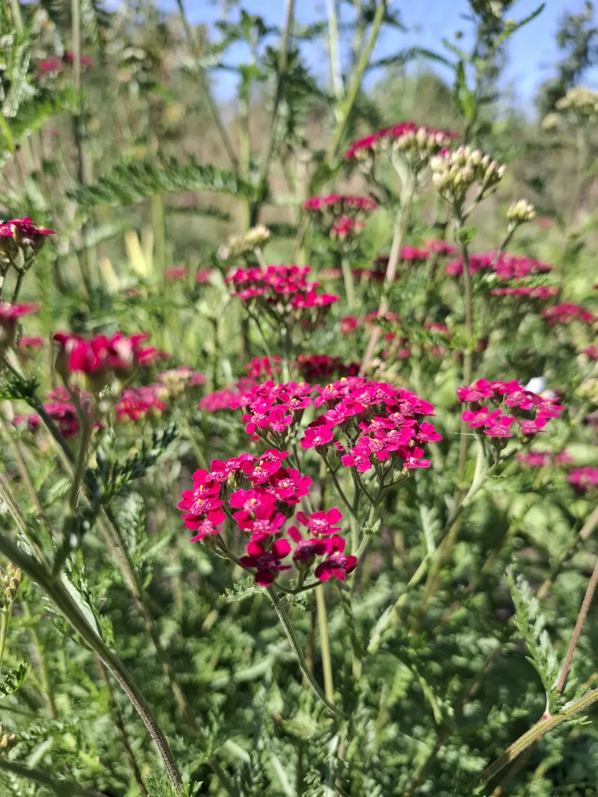 Duizendblad 'Cassis'