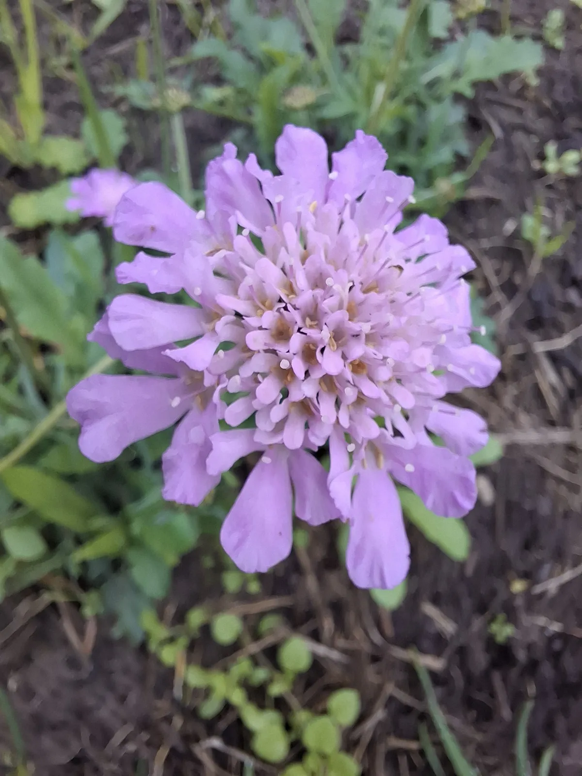 Duifkruid 'Pink Mist'