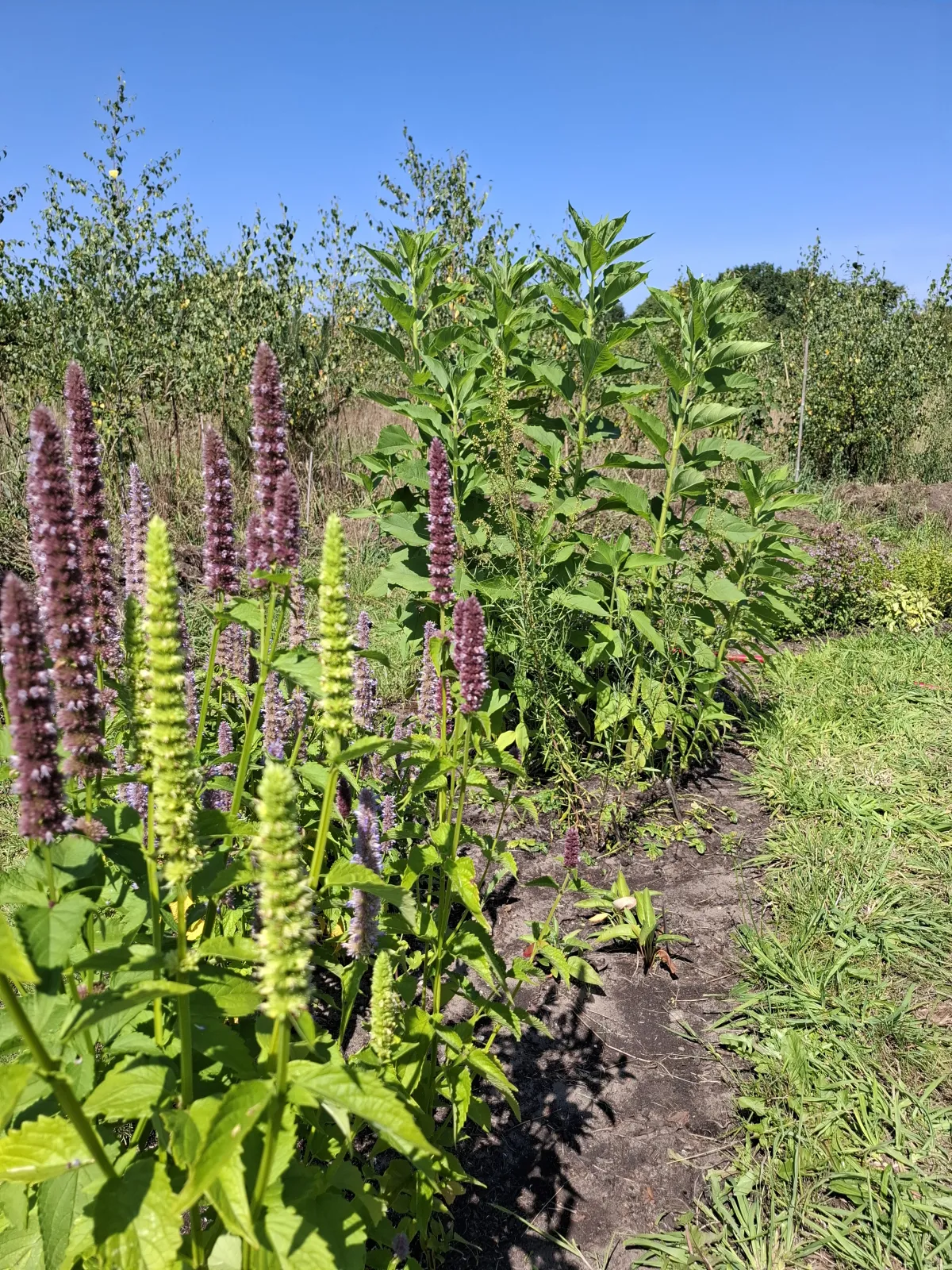 Pluktuin Klein Groenrijk