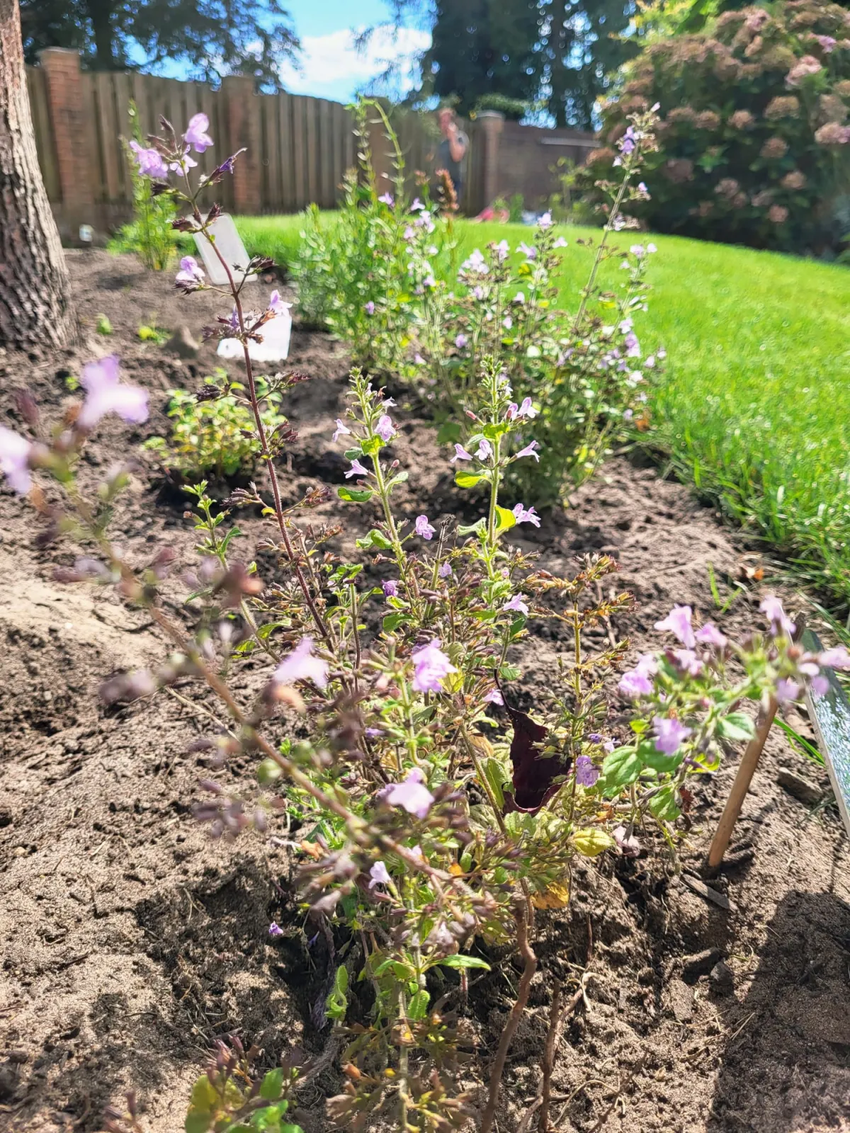 Gezonde planten voor een bosboerderij in Drunen