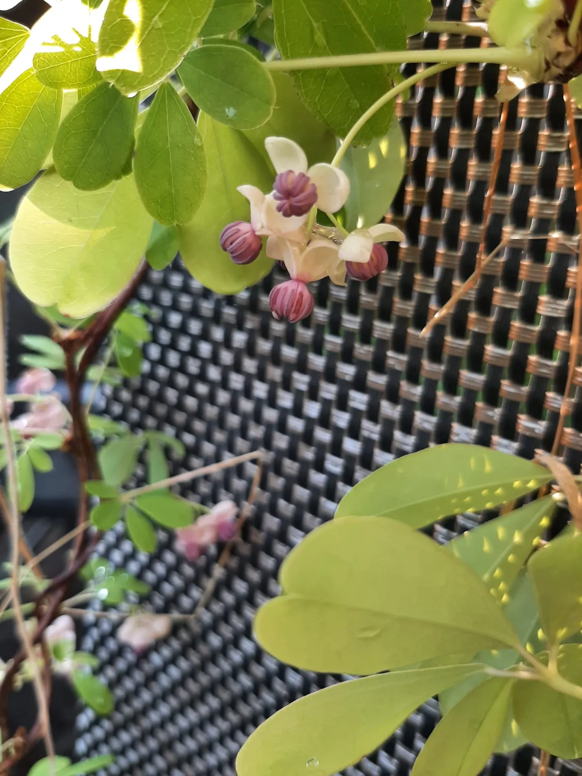 Eetbare patiotuin in Amsterdam