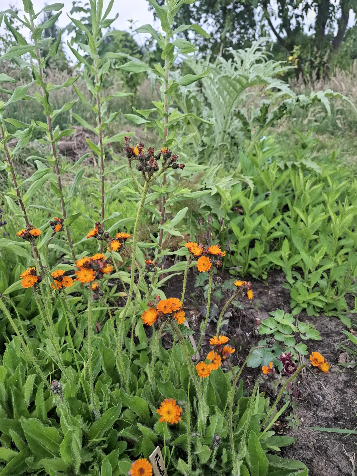 Pluktuin Klein Groenrijk