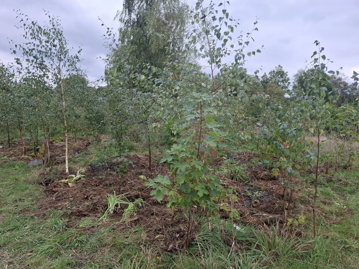 Voedselbos Klein Groenrijk