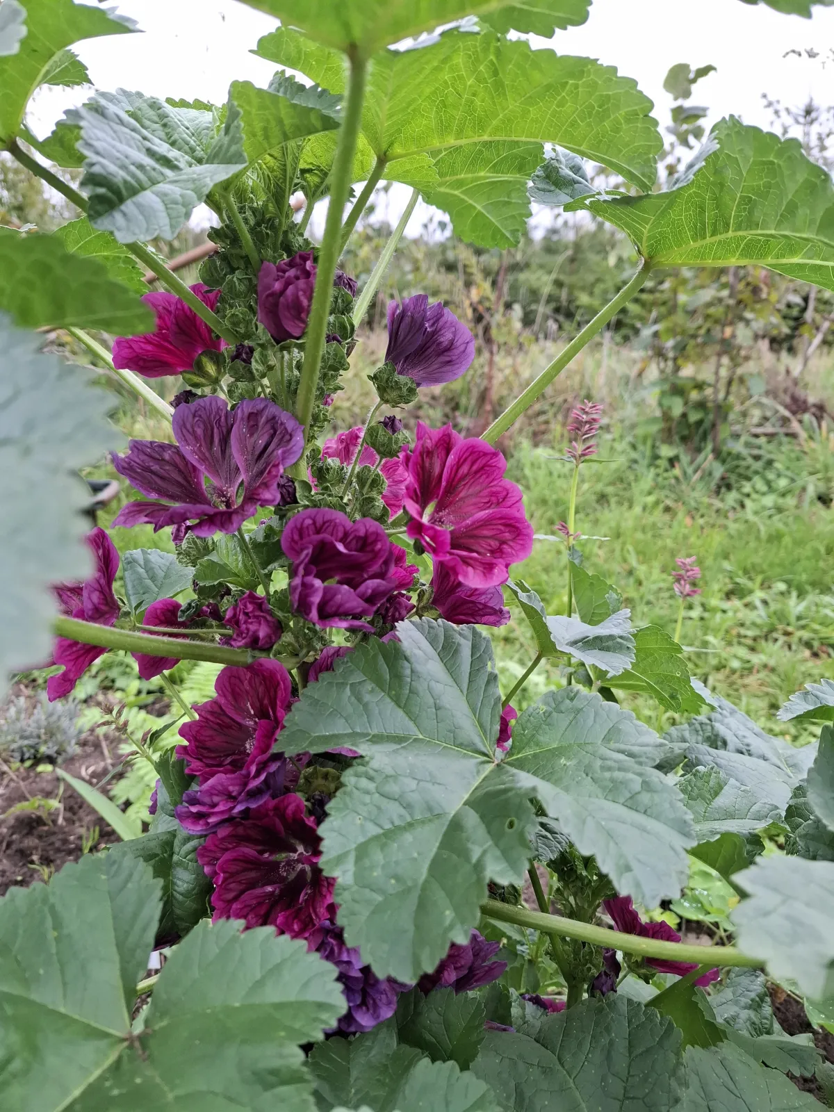 De eetbare siertuin: mooi en eetbaar gecombineerd